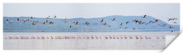 Flamingo Take Off Print by Malcolm Smith