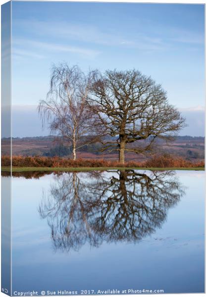 Winter Trees, New Forest Canvas Print by Sue Holness