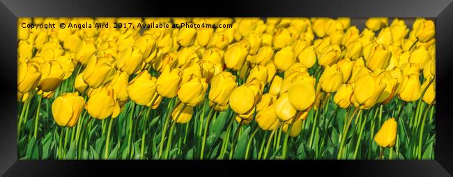Tulips. Framed Print by Angela Aird