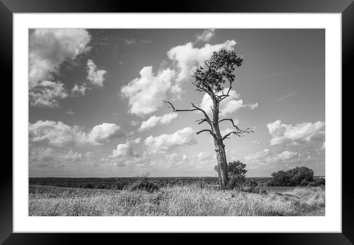 Lone Tree Framed Mounted Print by Rob Camp