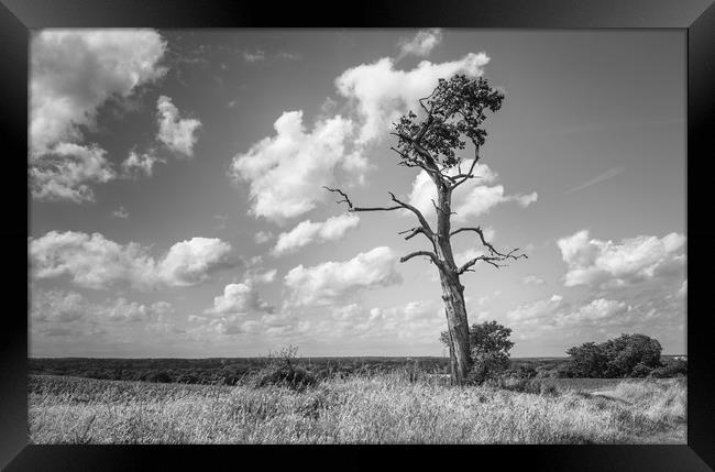 Lone Tree Framed Print by Rob Camp