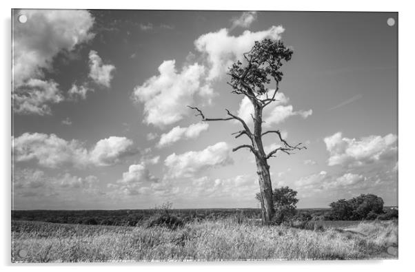Lone Tree Acrylic by Rob Camp