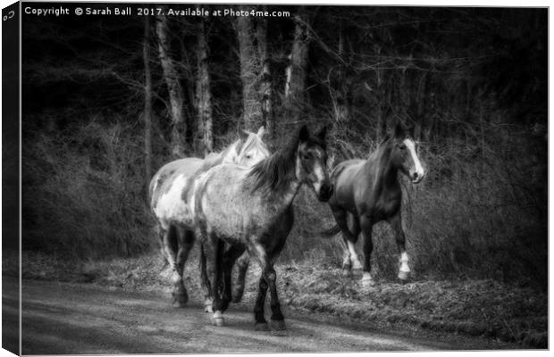 Beautiful Horses Canvas Print by Sarah Ball