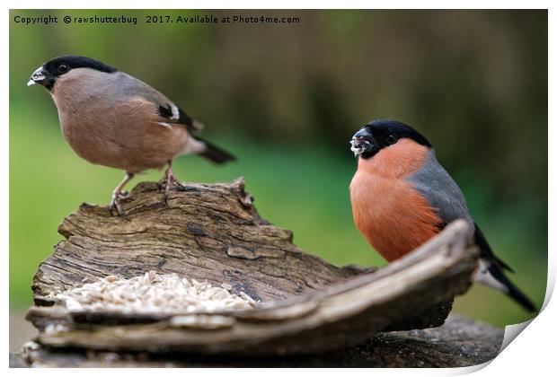 Female And Male Bullfinch Print by rawshutterbug 