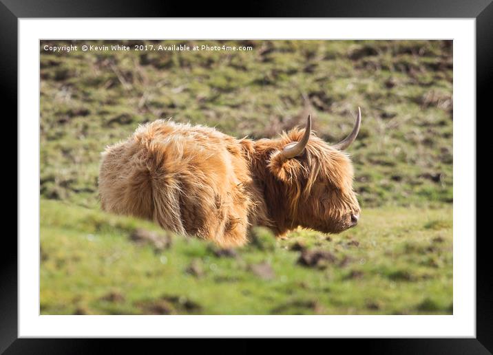 Highland Cow Framed Mounted Print by Kevin White