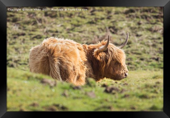 Highland Cow Framed Print by Kevin White