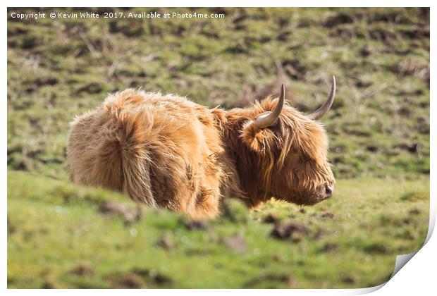Highland Cow Print by Kevin White