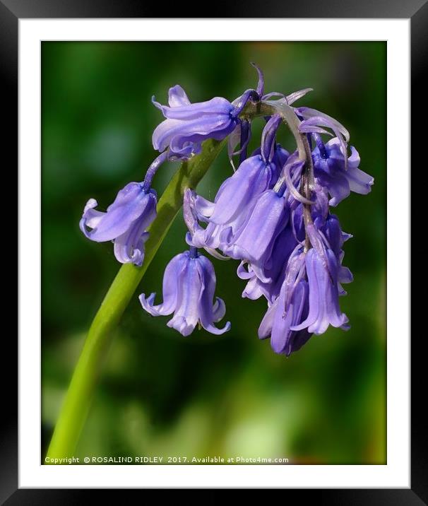 "1st Bluebell 2017!" Framed Mounted Print by ROS RIDLEY