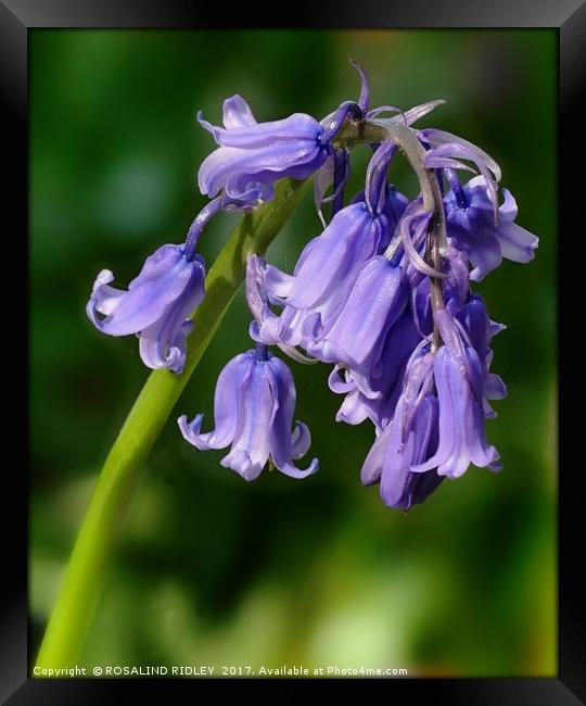 "1st Bluebell 2017!" Framed Print by ROS RIDLEY