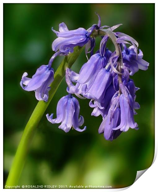 "1st Bluebell 2017!" Print by ROS RIDLEY