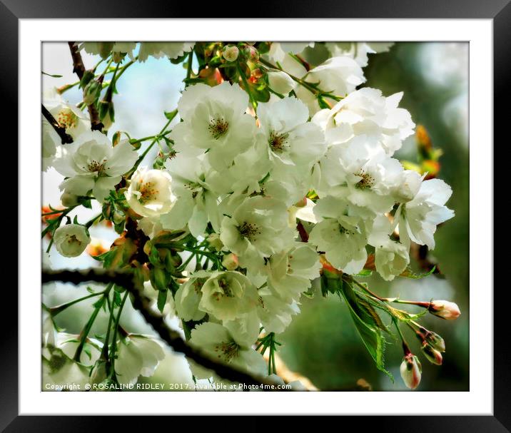 White Prunus Framed Mounted Print by ROS RIDLEY