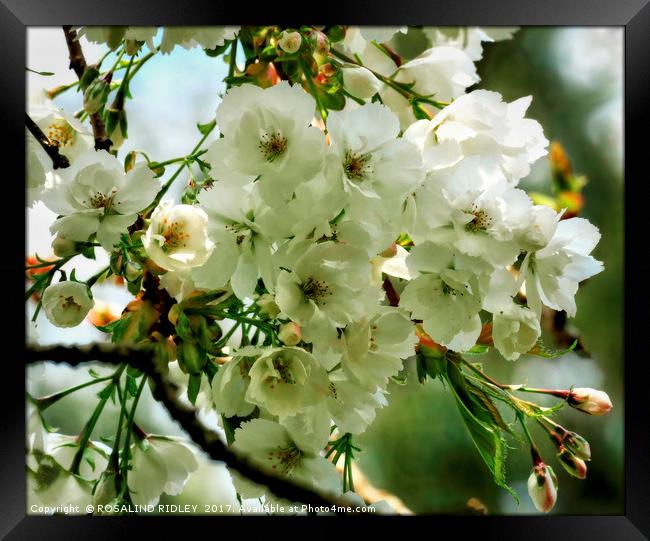 White Prunus Framed Print by ROS RIDLEY