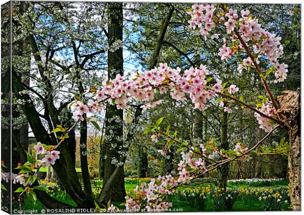"it's Spring" Canvas Print by ROS RIDLEY