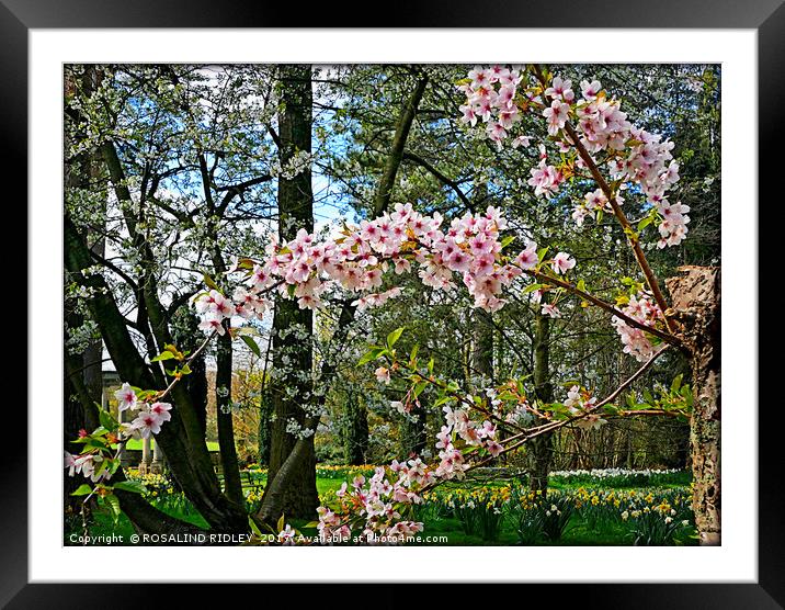 "it's Spring" Framed Mounted Print by ROS RIDLEY