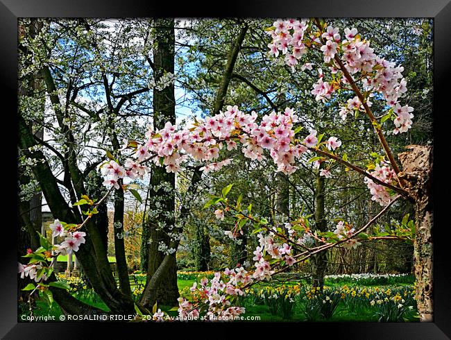 "it's Spring" Framed Print by ROS RIDLEY