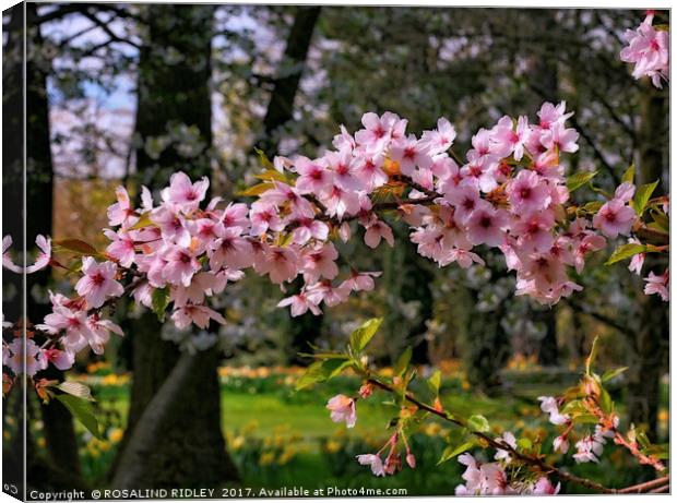 "Malus Rudolph" Canvas Print by ROS RIDLEY