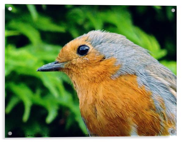 A Close-Up of a Robin Acrylic by Jane Metters