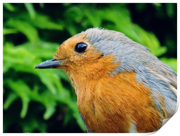 A Close-Up of a Robin Print by Jane Metters