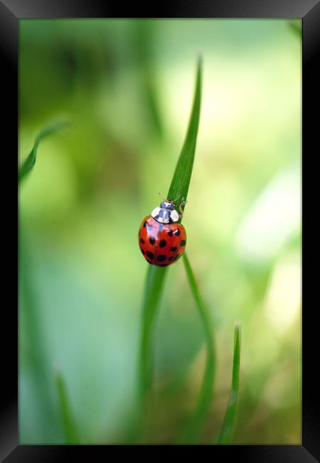 red ladybug on green grass Framed Print by Olena Ivanova