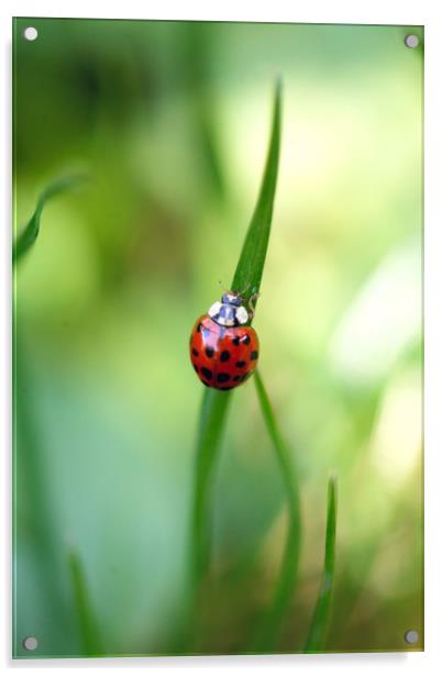 red ladybug on green grass Acrylic by Olena Ivanova