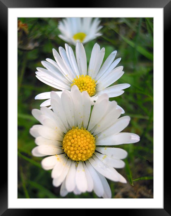 3 daisies Framed Mounted Print by Heather Newton