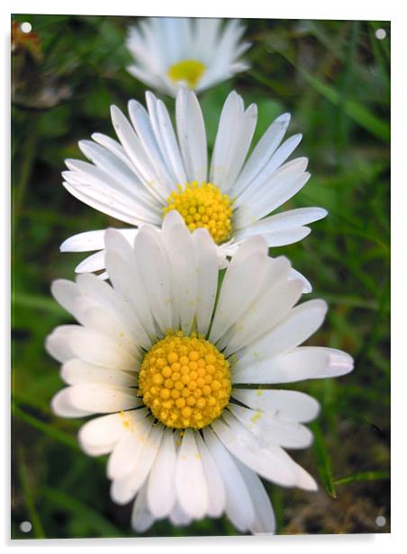 3 daisies Acrylic by Heather Newton