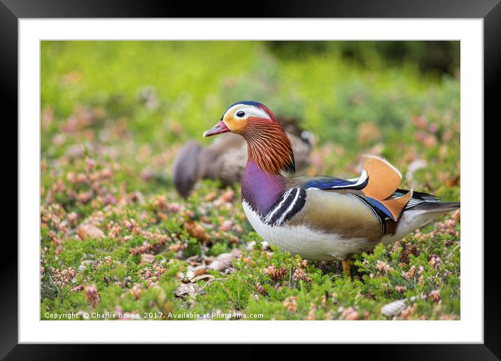 Couple of Mandarin duck Framed Mounted Print by Ankor Light