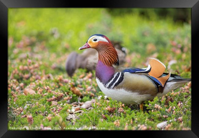 Couple of Mandarin duck Framed Print by Ankor Light