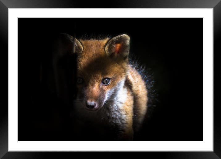 Timid  Framed Mounted Print by Philip Male