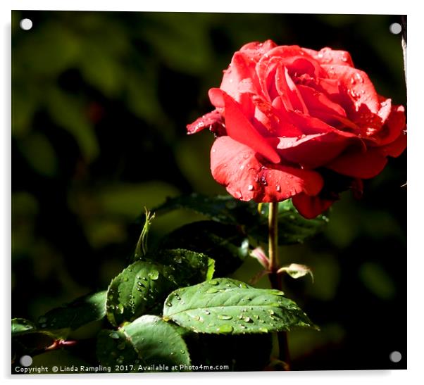 Rain Drops on Roses Acrylic by Linda Rampling