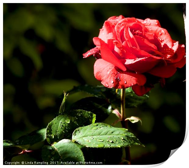 Rain Drops on Roses Print by Linda Rampling