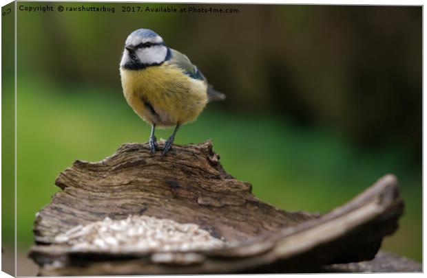 Blue Tit Canvas Print by rawshutterbug 