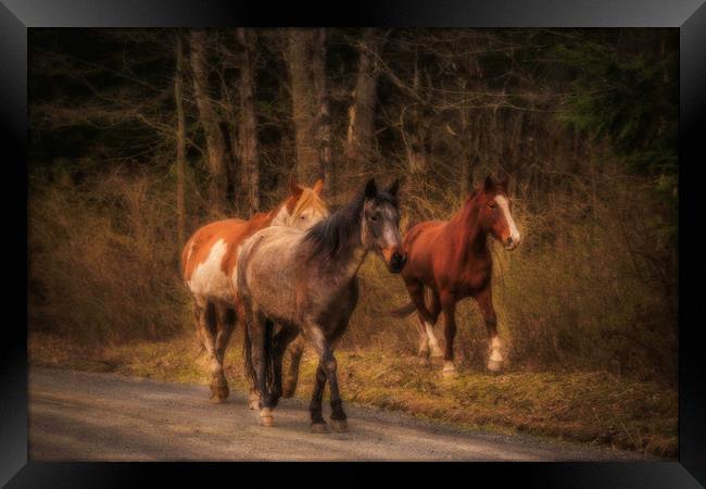Dreamy Horses Framed Print by Sarah Ball