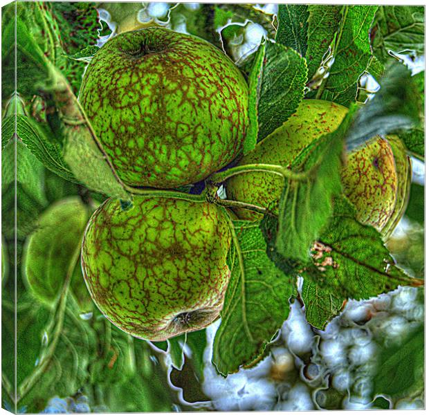 Fruit of the Orchard Canvas Print by Rob Hawkins