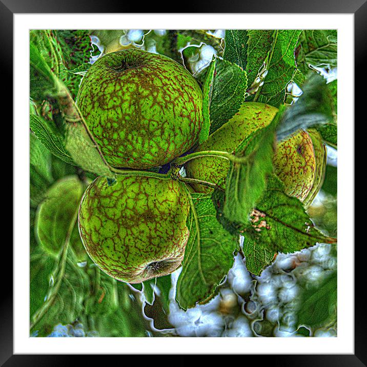 Fruit of the Orchard Framed Mounted Print by Rob Hawkins
