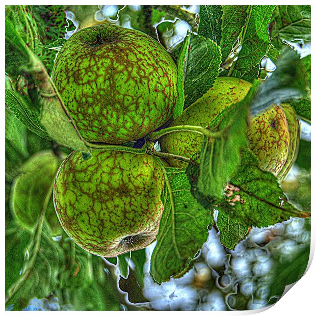 Fruit of the Orchard Print by Rob Hawkins