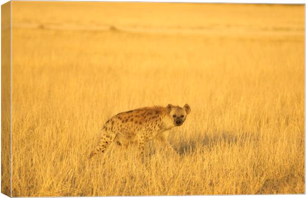 Hyena at Sunset Canvas Print by Sean Clee