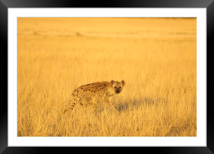 Hyena at Sunset Framed Mounted Print by Sean Clee