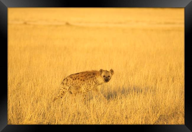 Hyena at Sunset Framed Print by Sean Clee
