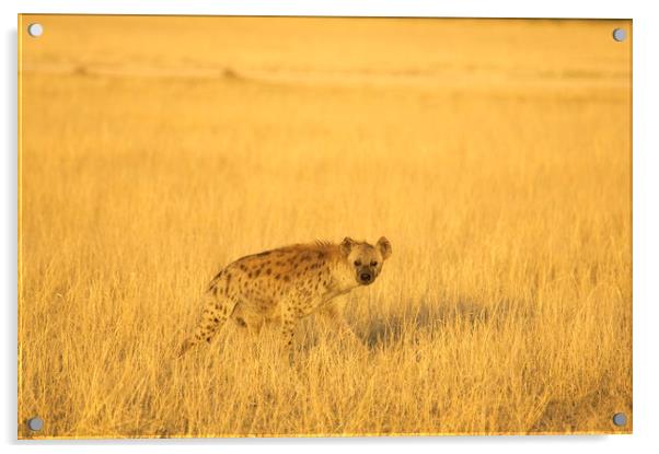 Hyena at Sunset Acrylic by Sean Clee