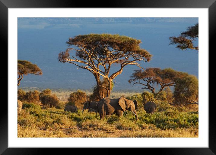 KENYA07 Framed Mounted Print by Sean Clee