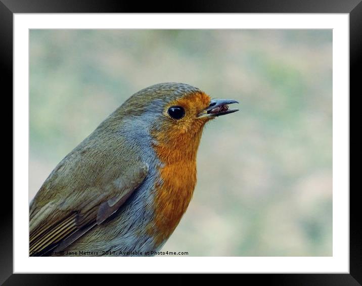 Robin in the Garden Framed Mounted Print by Jane Metters