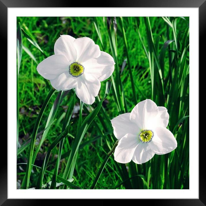 Narcissus Flowers Framed Mounted Print by Jane Metters
