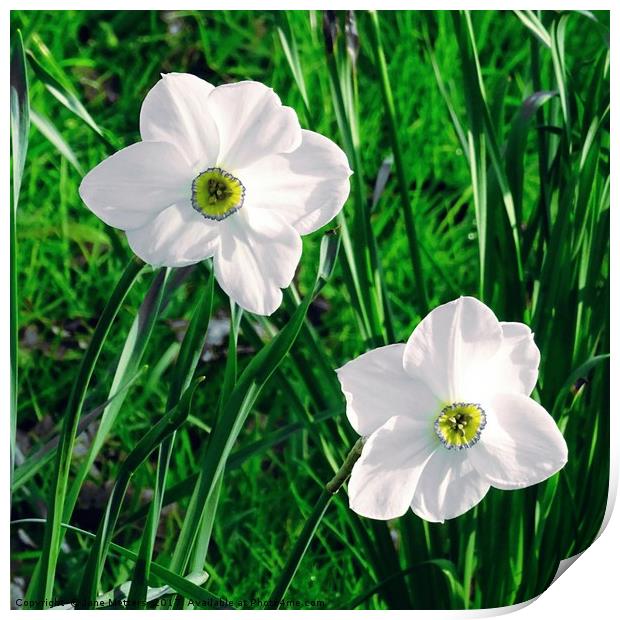 Narcissus Flowers Print by Jane Metters