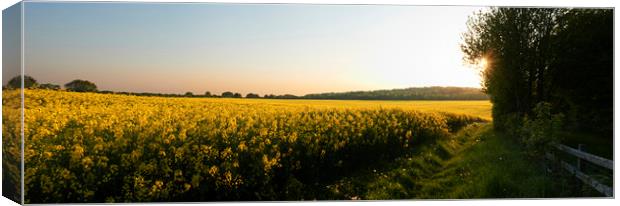 Mustard Field Canvas Print by Adrian Brockwell