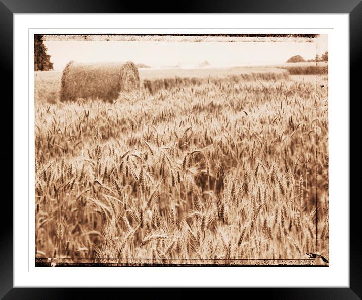 Harvest time Framed Mounted Print by Adrian Brockwell