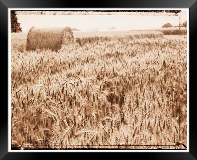 Harvest time Framed Print by Adrian Brockwell