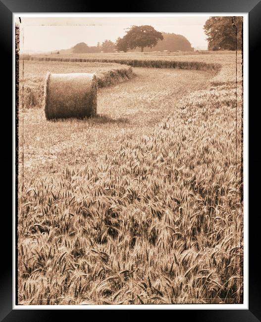 Harvest time Framed Print by Adrian Brockwell