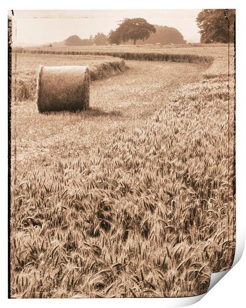 Harvest time Print by Adrian Brockwell