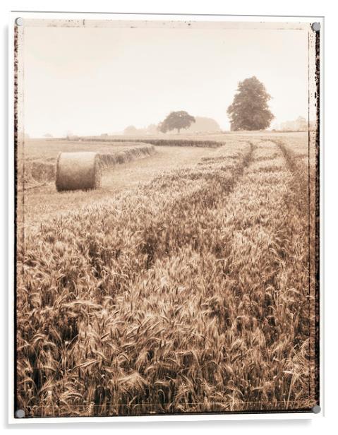 Harvest time Acrylic by Adrian Brockwell